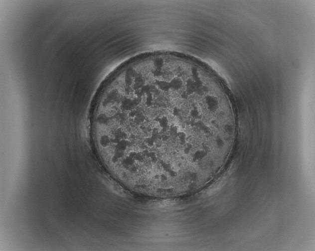 X0000111830879200908061153
