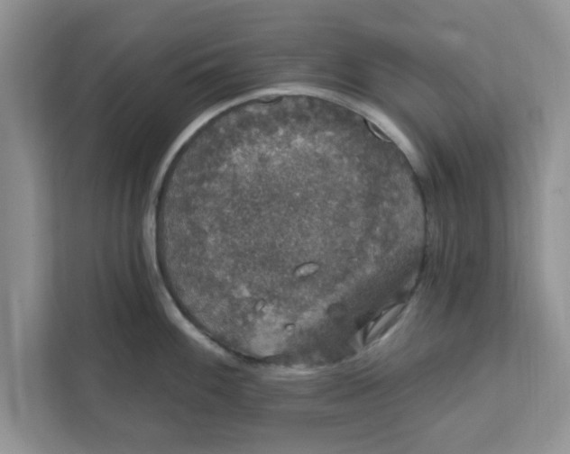 X0000111831100200908061150