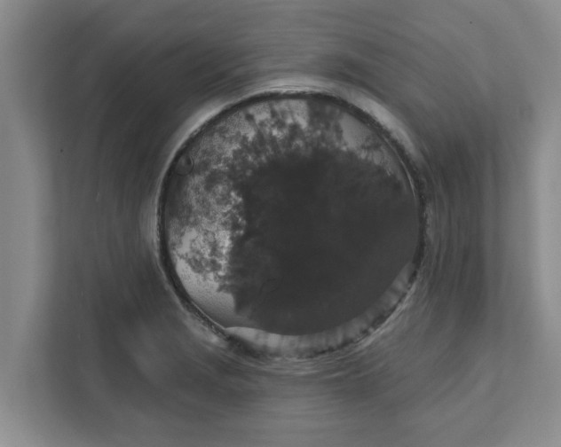 X0000111831229200908061149