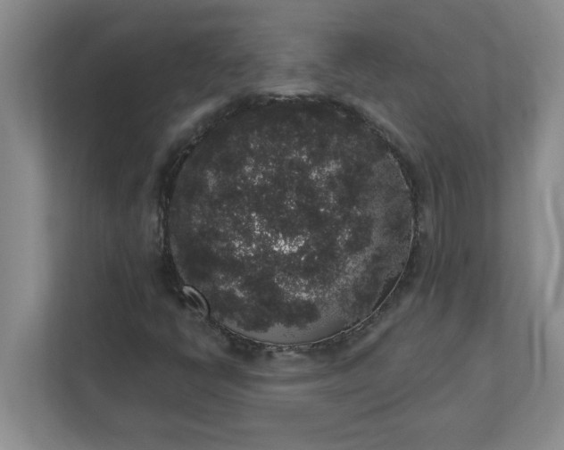 X0000111831398200908061146