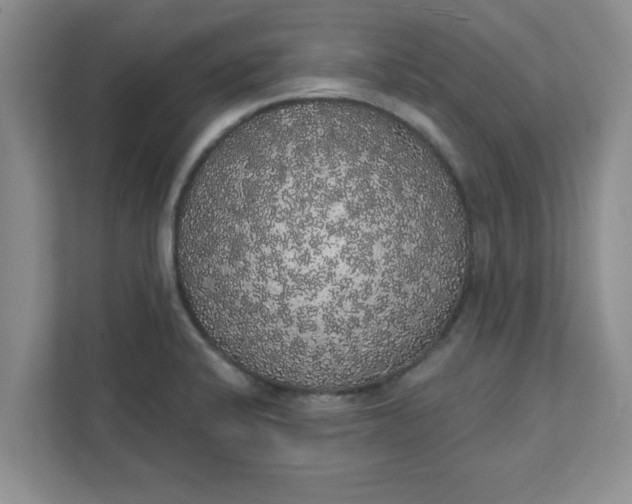 X0000111831424200908061146