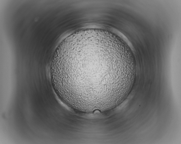 X0000111831433200908061146