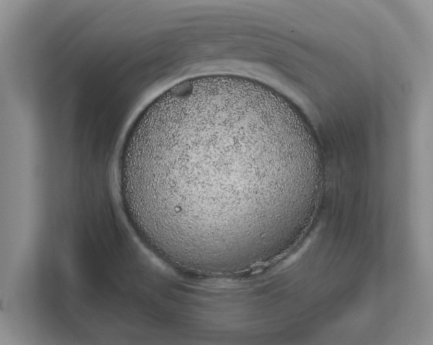 X0000111831517200908061145