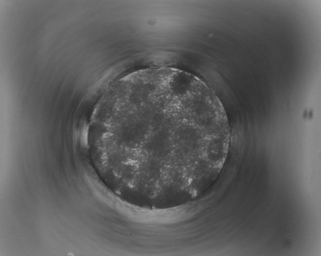 X0000111830046200908131557