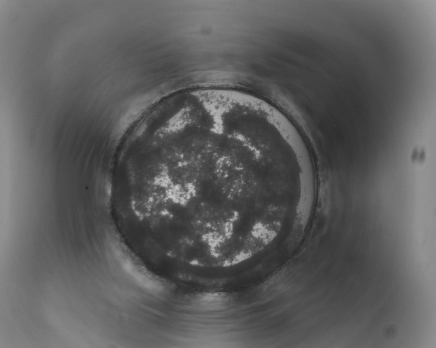 X0000111830059200908131556