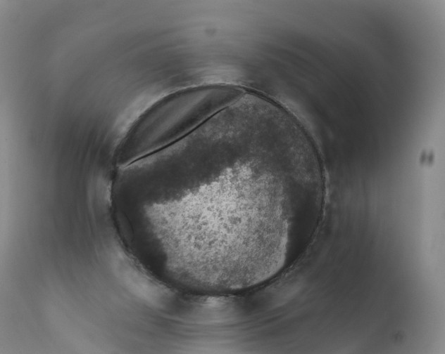 X0000111830060200908131556