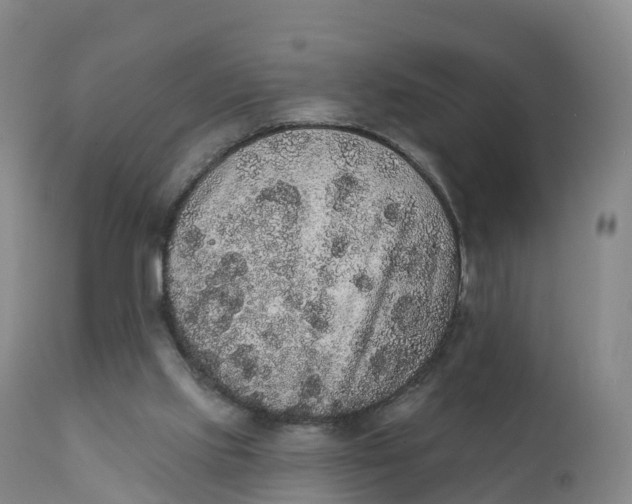 X0000111830061200908131556