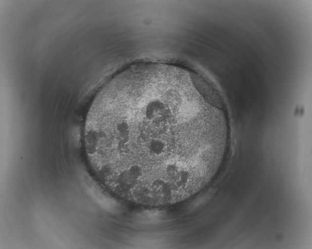 X0000111830065200908131556