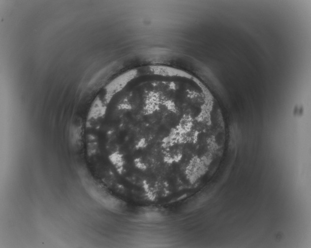 X0000111830073200908131556