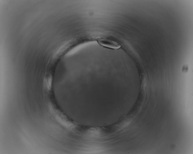 X0000111830076200908131556