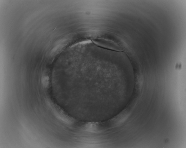 X0000111830080200908131556