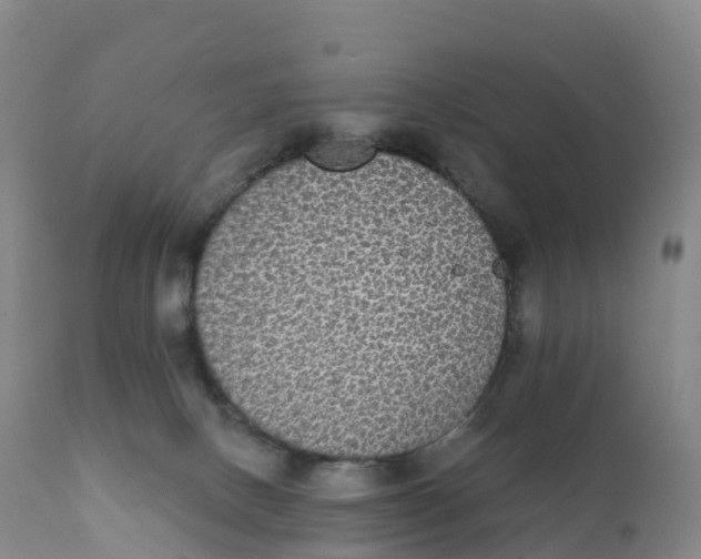 X0000111830082200908131556