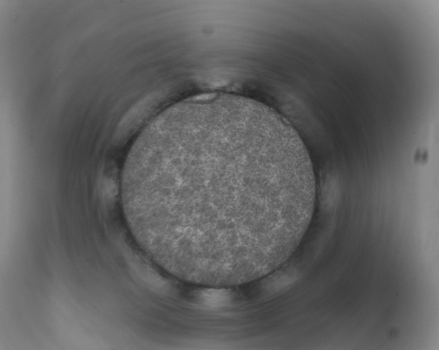 X0000111830085200908131556