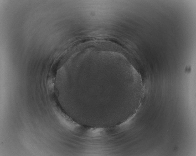 X0000111830186200908131555