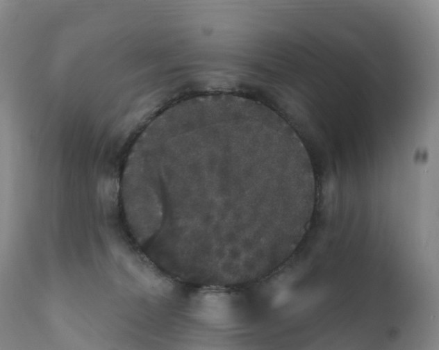 X0000111830228200908131554