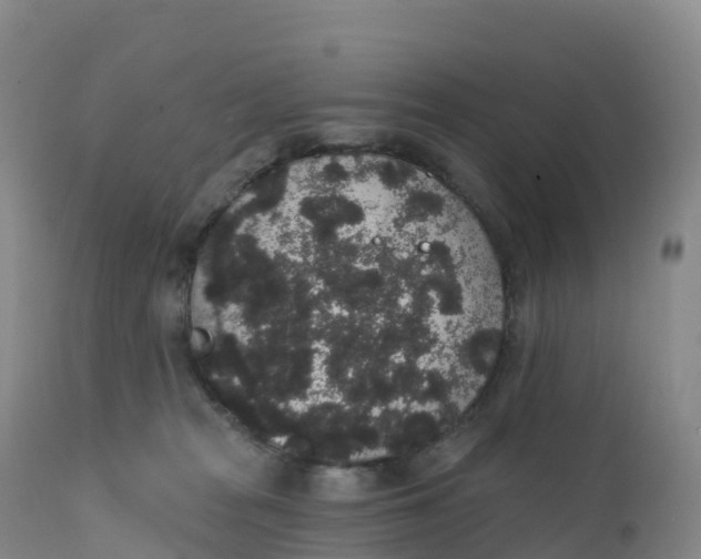 X0000111830277200908131553