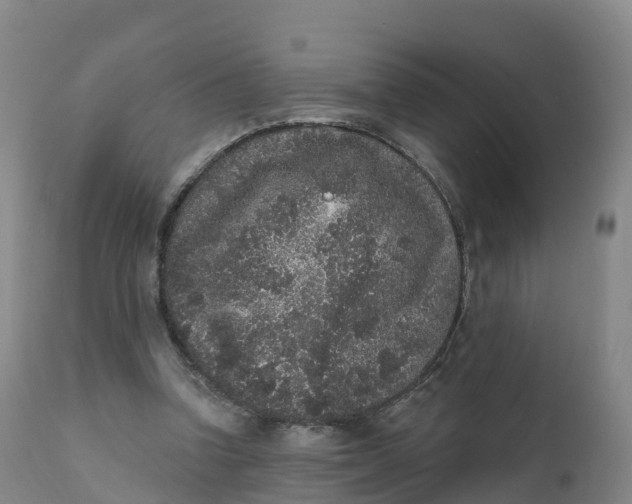 X0000111830346200908131551