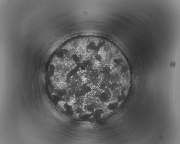 X0000111830347200908131551