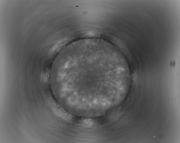 X0000111830423200908131551