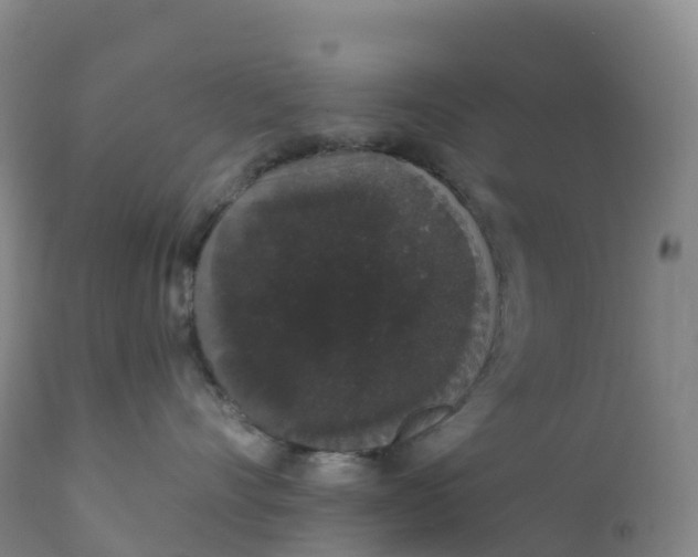 X0000111830528200908131549