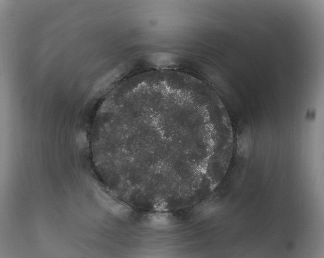 X0000111830618200908131548