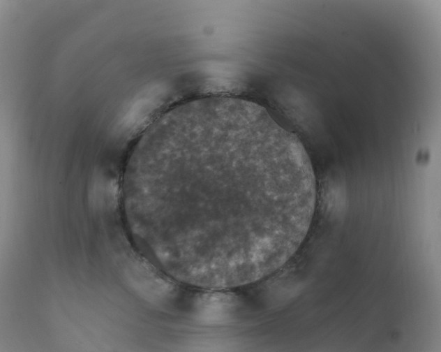 X0000111830716200908131546