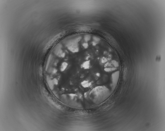 X0000111830729200908131546