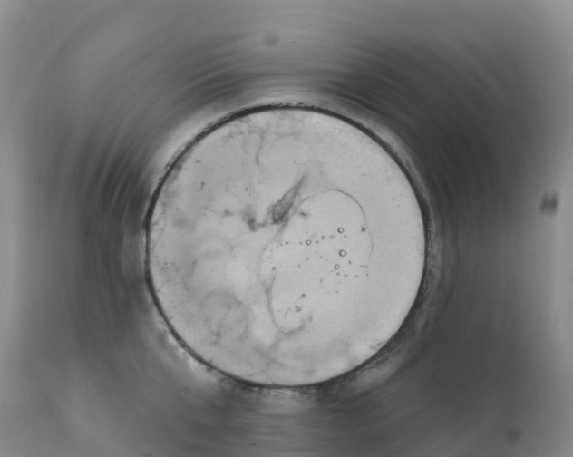 X0000111830807200908131545