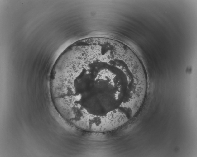 X0000111830907200908131543