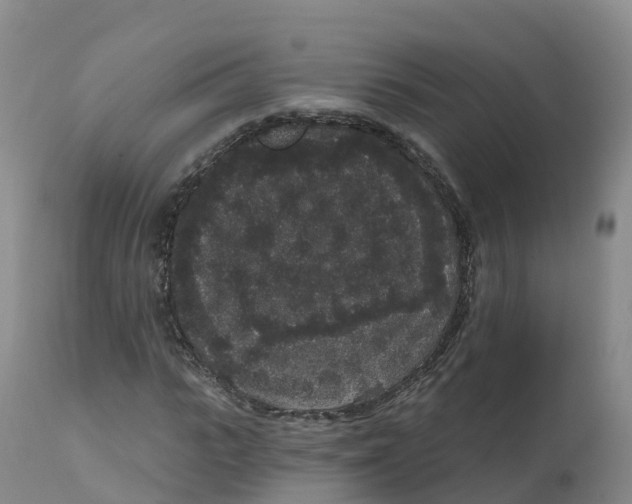 X0000111830919200908131543