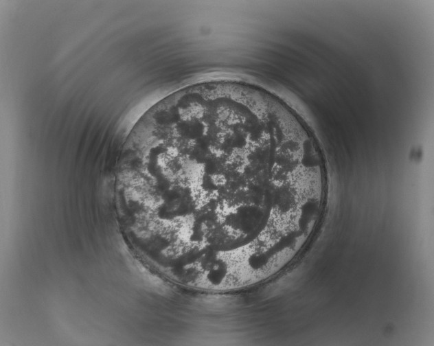 X0000111830953200908131543