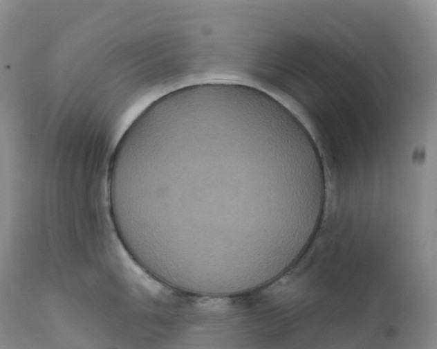 X0000111831006200908131542