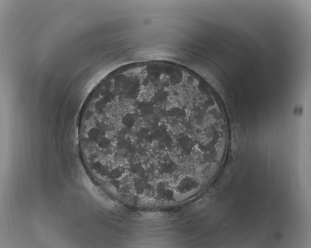 X0000111831031200908131541