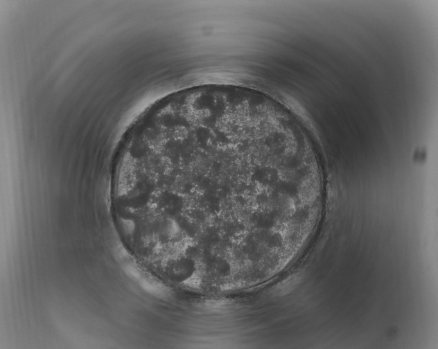 X0000111831035200908131541