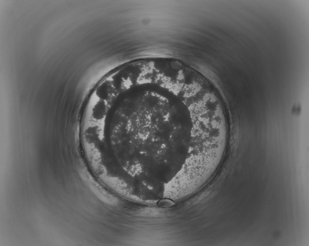 X0000111831179200908131539