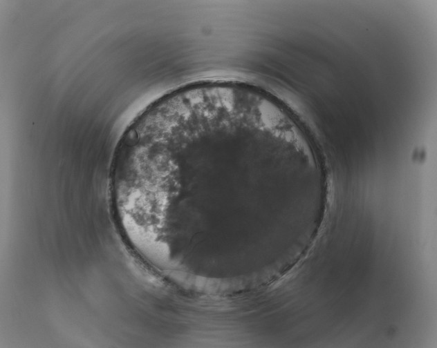 X0000111831229200908131538