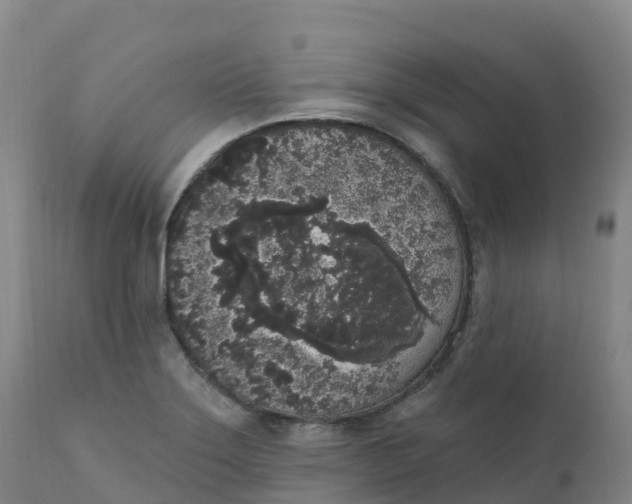 X0000111831275200908131537