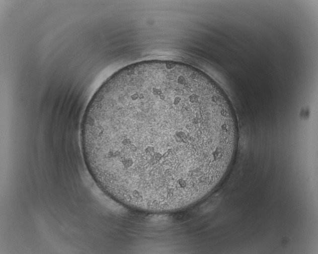 X0000111831283200908131537