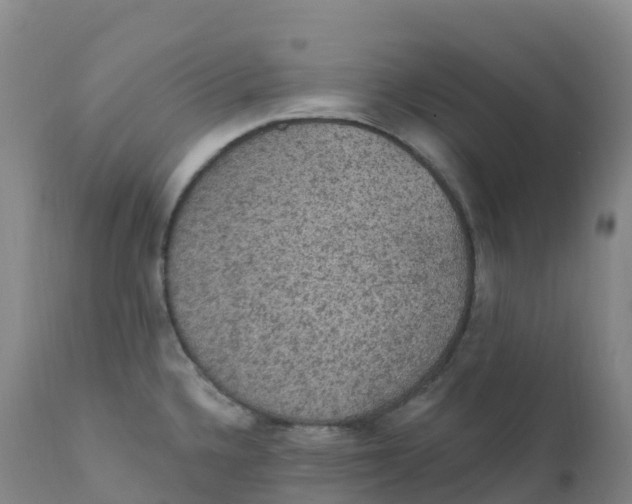 X0000111831336200908131537