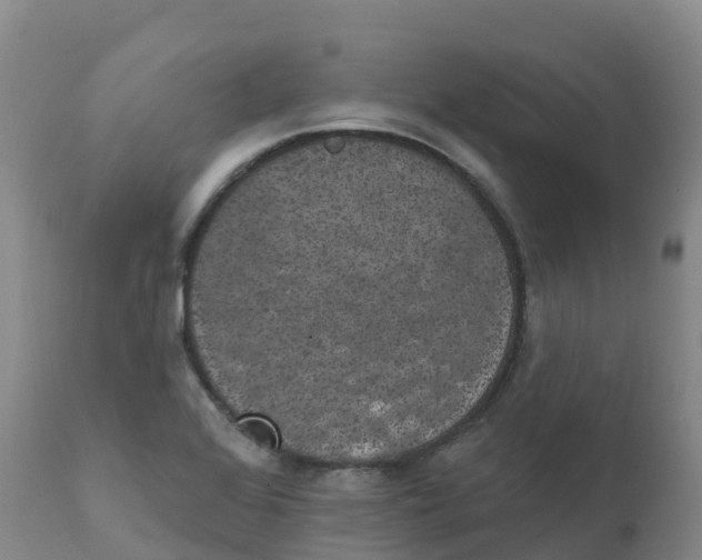 X0000111831368200908131536