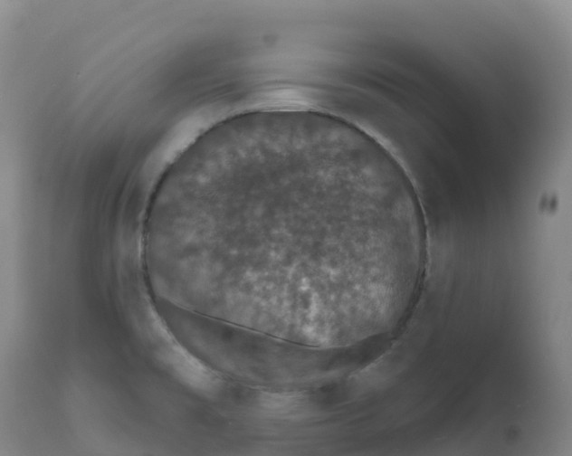 X0000111831477200908131534