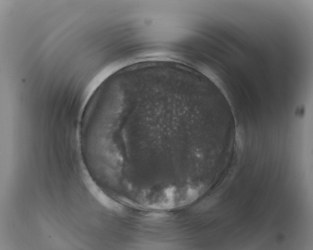 X0000111831482200908131534