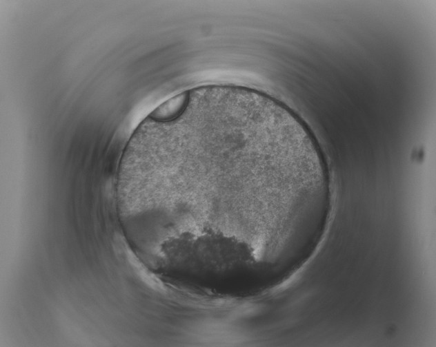 X0000111831529200908131534