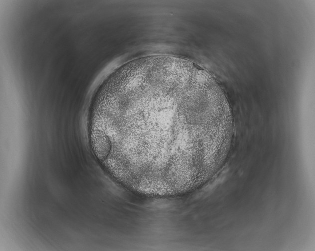 X0000111830341200908201155