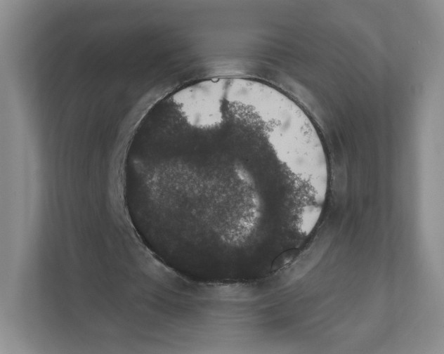 X0000111830385200908201155