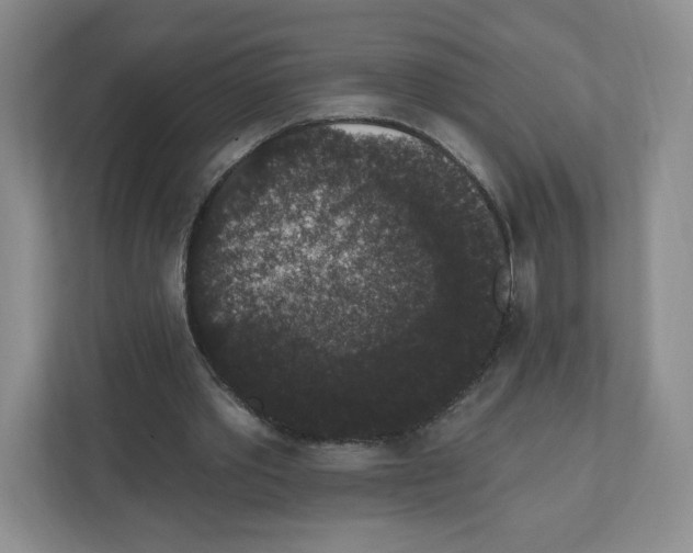 X0000111830389200908201155