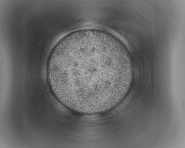 X0000111831415200908201142