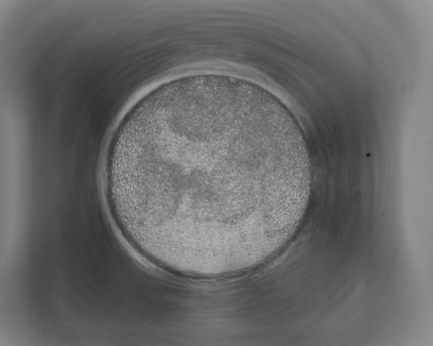 X0000111831523200908201140