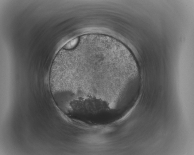 X0000111831529200908201141