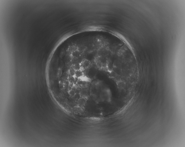 X0000111841235200907231033